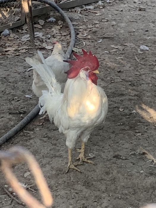 Продается куры мне сучки