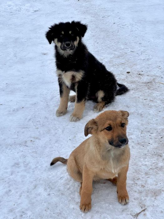 Пристраиваются щенки