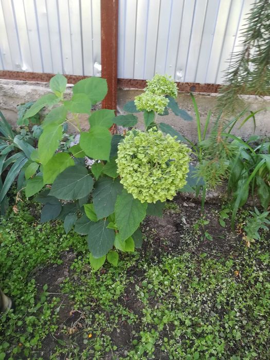 Кусты, саженцы,семена