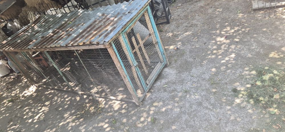 Katak sotiladi xolati alo arzong