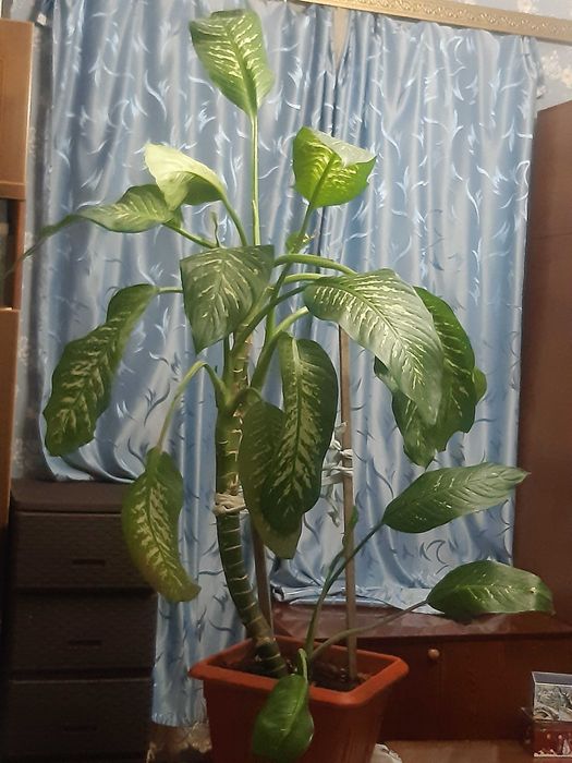 продам цветок  ДИФФЕБАХИЯ