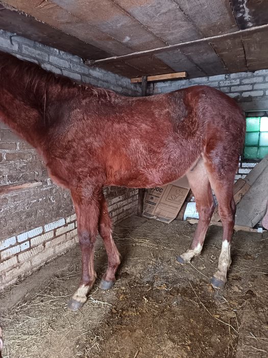 Продам жеребчк 1,5года