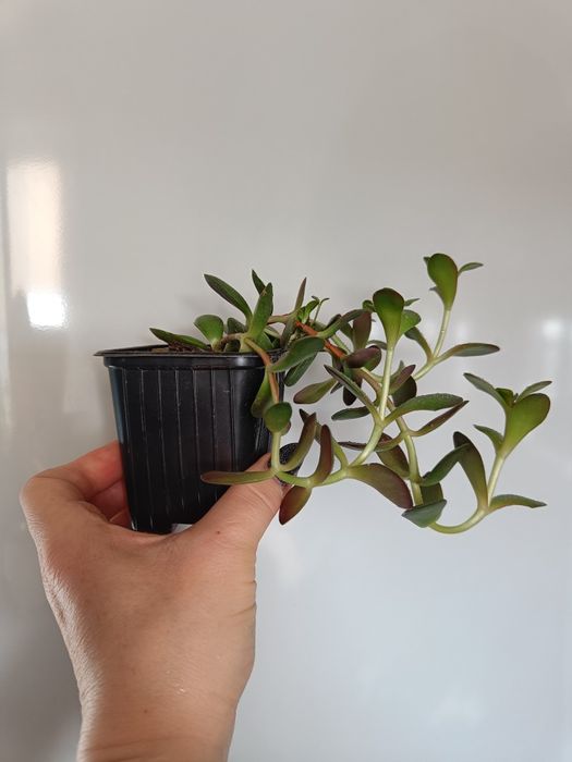 Продам суккуленты 3 вида