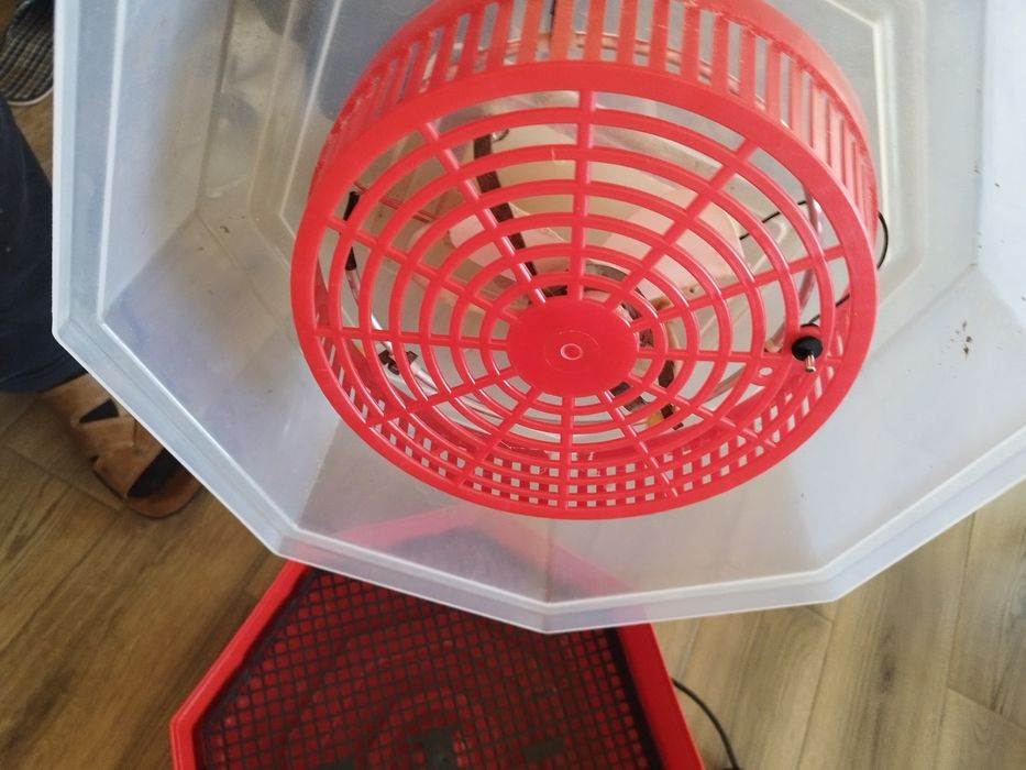 Incubator  oua cleo5