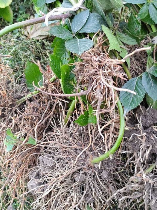 Ежемалина сорта "Начет"