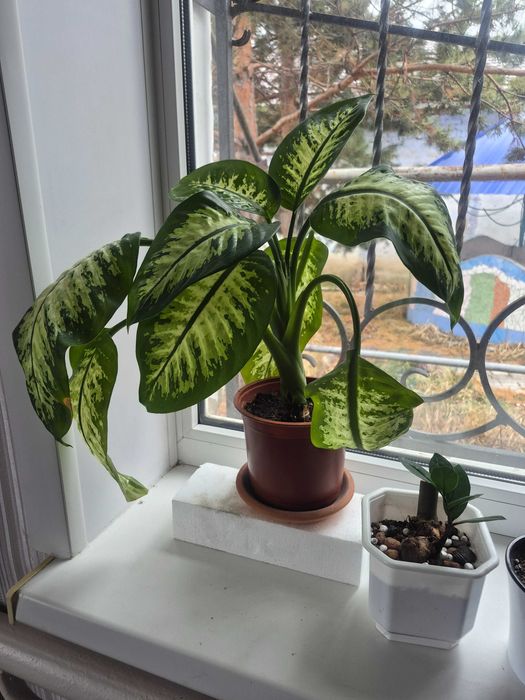 Комнатные  цветы