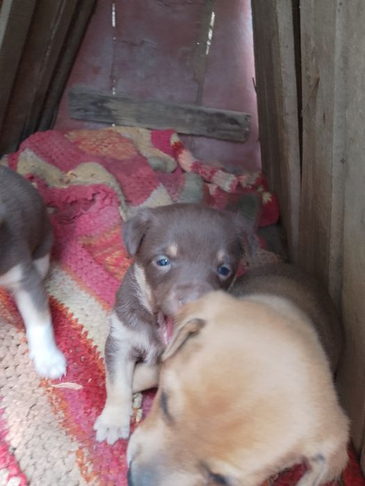 Подарявам кученца майка пинчер баща неизвестен