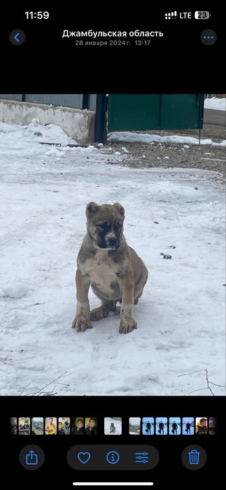 Готовый боец 2 года 4 месяца