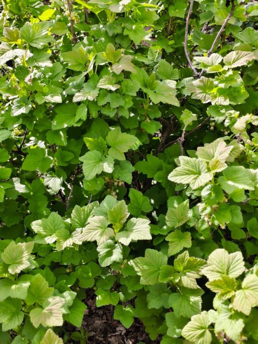 Смородина черная садовая