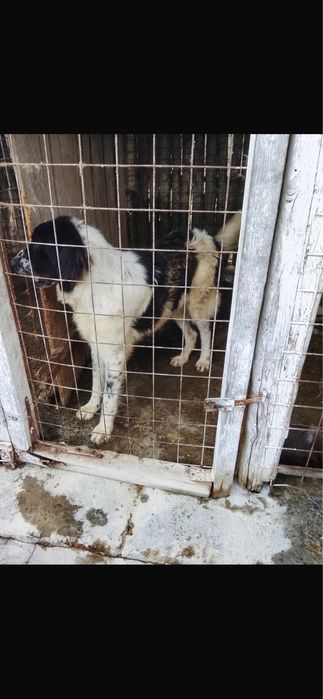 Donez ciobanesc de bucovina