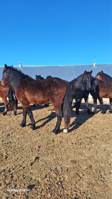 Продам жеребцов 3 года упитанные