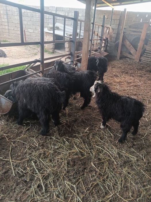 Шыбыштар лақтар сатылады.