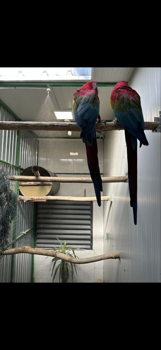 Pereche ara macao &ara chloroptera