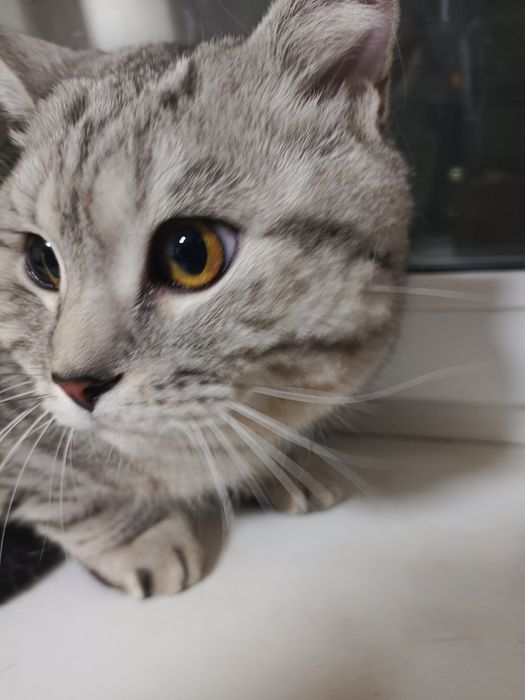 Отдам кота британца