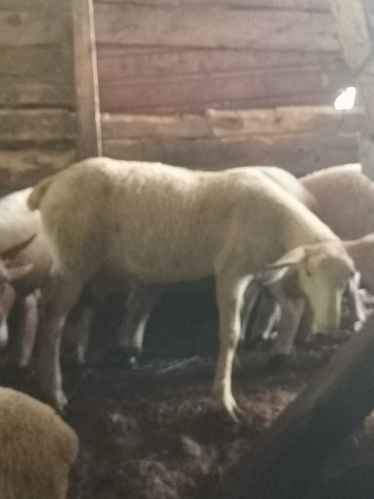 Vând mieluțe ile de France