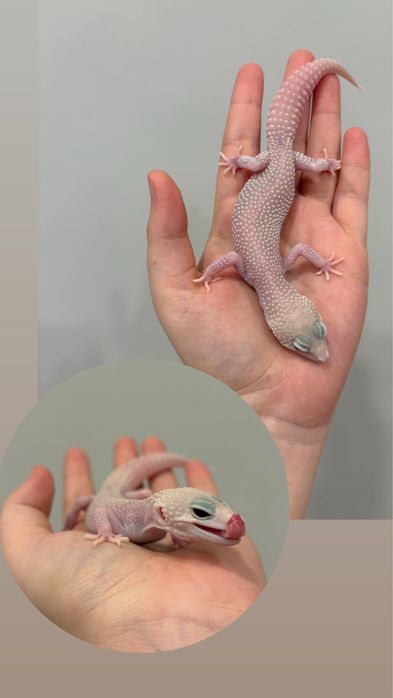 Гекконы эублефары  7 месяцев