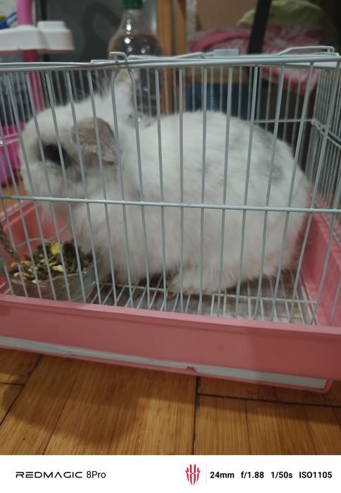 Декоративный кролик