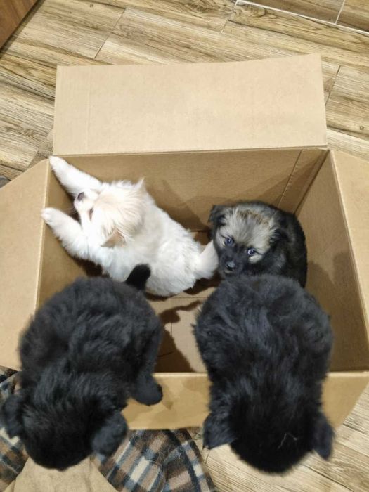 Продавам мини шпицове