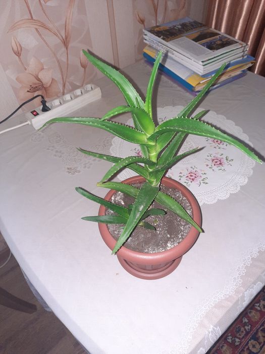 Продам комнатные цветы