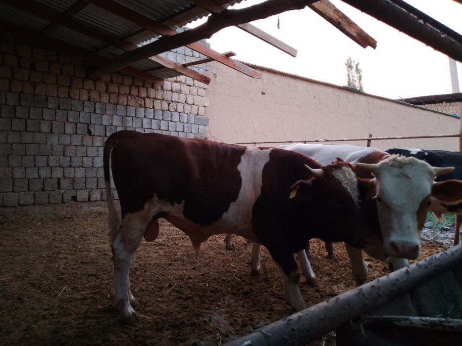 Росиски Горни Алтайдан келтирилган навослар сотилади.