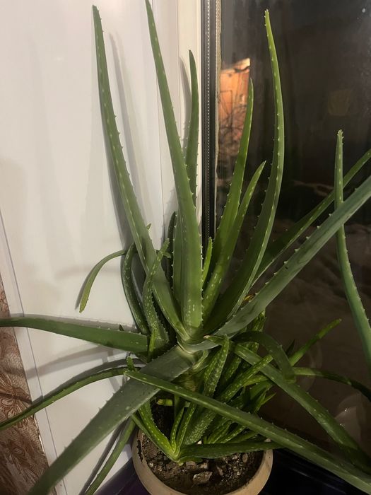 Продаю лечебный алое вера