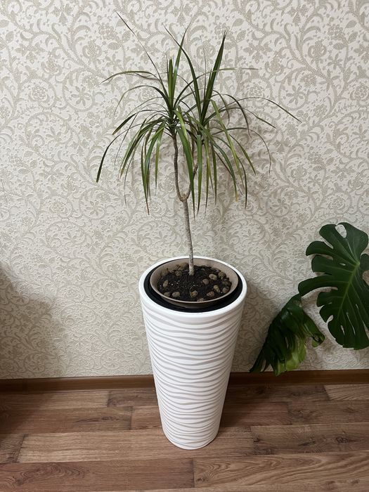 Комнатные цветы для офиса, школ