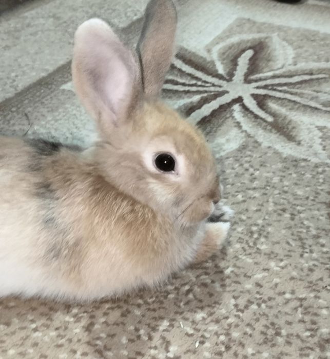 Продам кролика с клеткой.  (девочка)