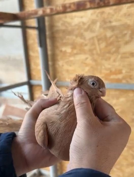 Голуби на продажу