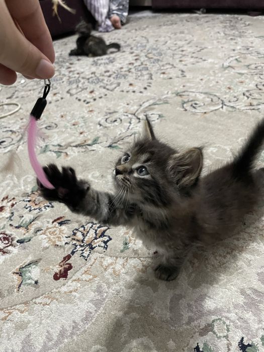 Котенки бесплатно