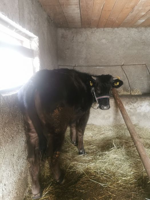 De vanzare doua junici de prasila sau de abator preț informativ 11000r