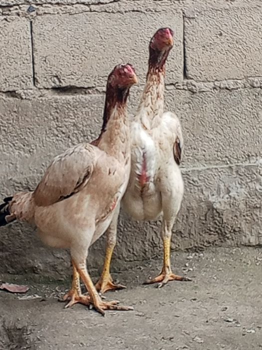 Карея хуроз 7 ойли Жужа зоти тайин  оган барака топади ,макиён хам тоз