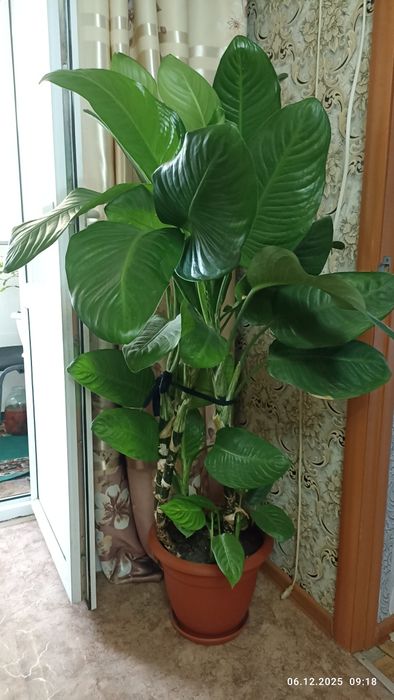 Комнатные цветы диффенхабия