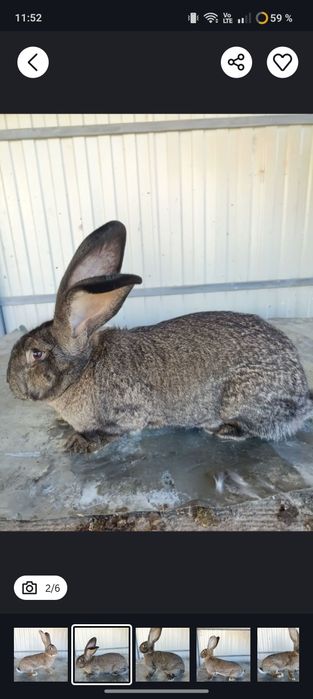 Vând iepuri uriaș german