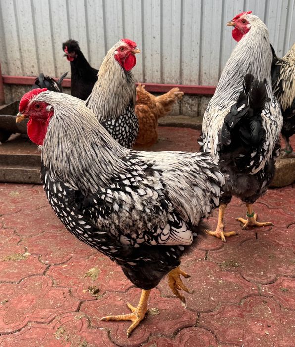 Cocoși de rasă – Moțați, Wyandotte, Ameraucana, Păduană, Australorp