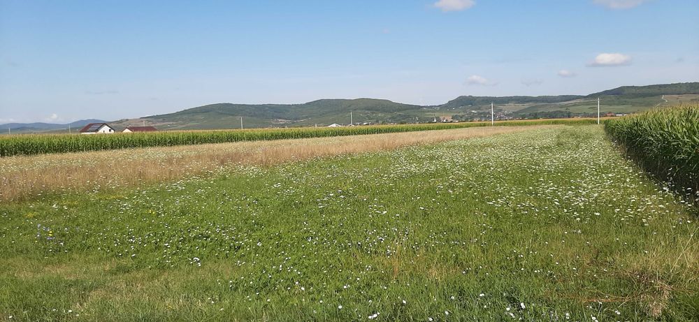 Teren Intravilan in Orheiul Bistritei