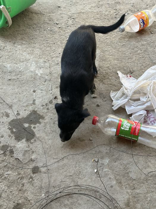 Kuchuk sotiladi tekin