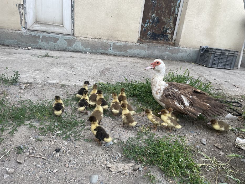 Продам утку с утятами