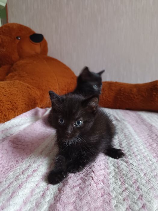Отдам котят в хорошие руки