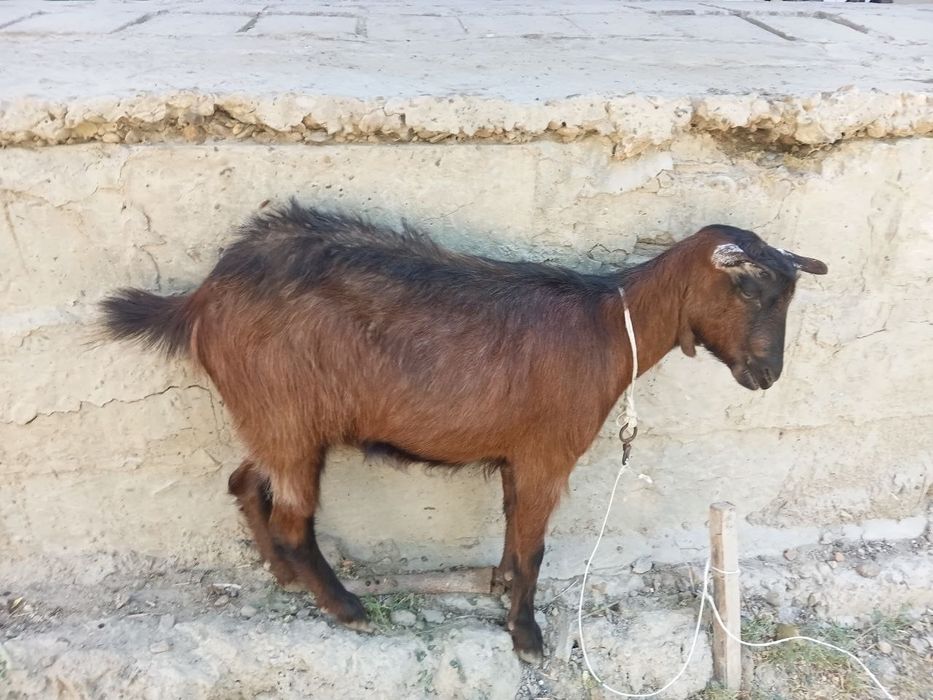 ZANEN.  Zotdor echki sotiladi.
