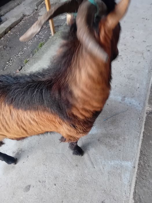 Vand sau schimb tap alpin francez