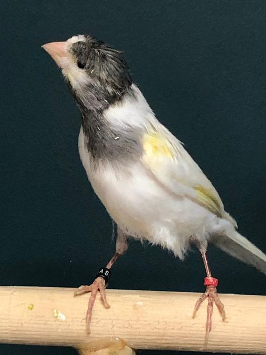 Канарейка кенор самец тройник