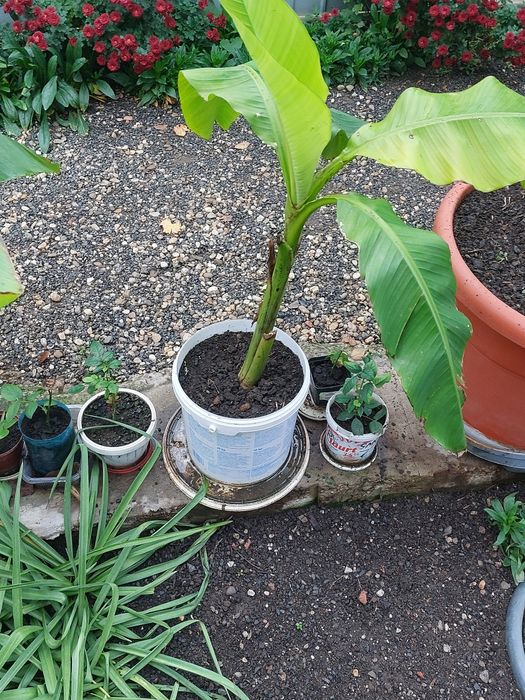 Bananieri , portocali