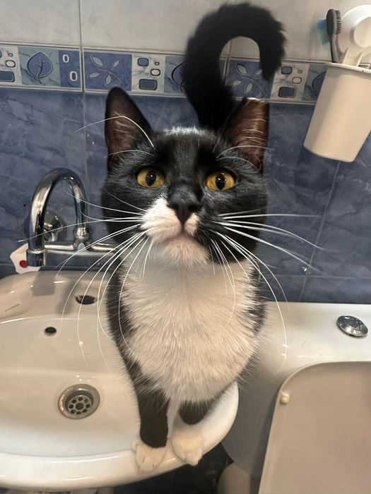 Подаряваме две котенца на 10 мес.