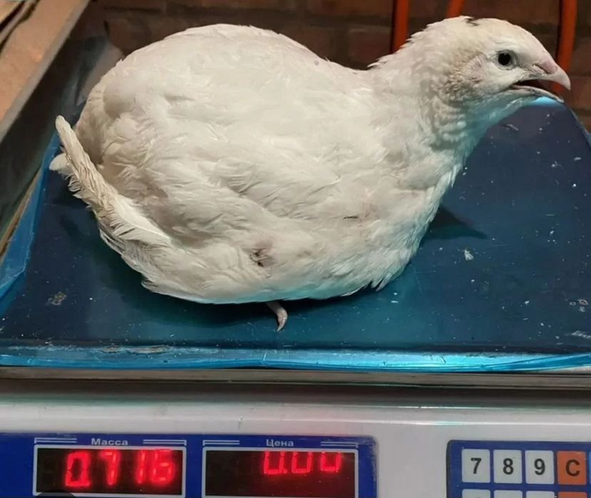 Перепелки бөдене гигант яйца