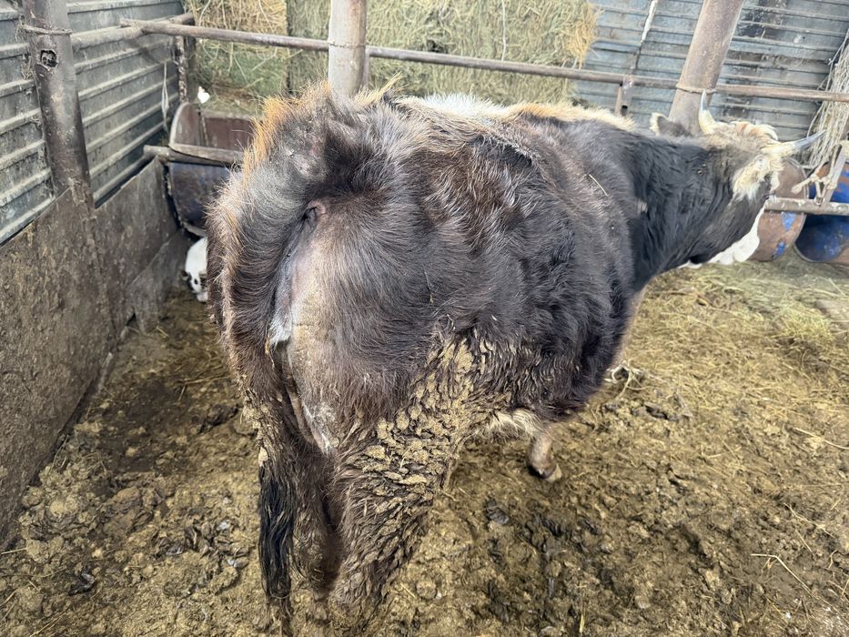 Сиыр құнажын сүтті корова