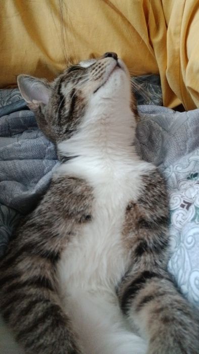 Котенок девочка отдам бесплатно