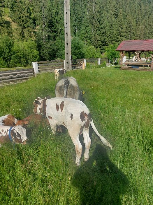 Tauras albastru și baltat