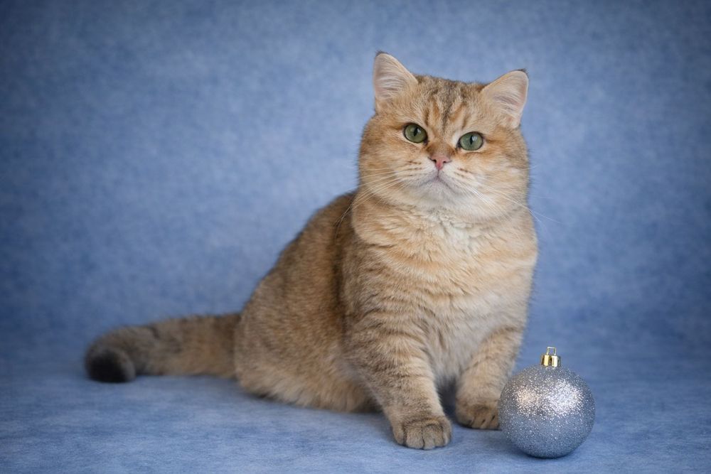 Британская золотая шиншилла .