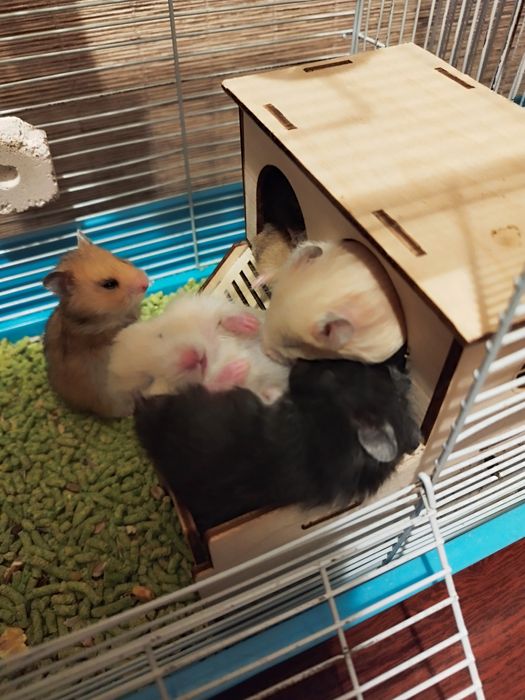 Отдам даром молодых сирийских хомяков