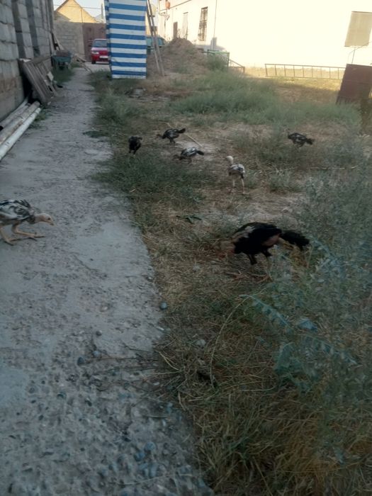 Дакан дакан шөшелер балапандар